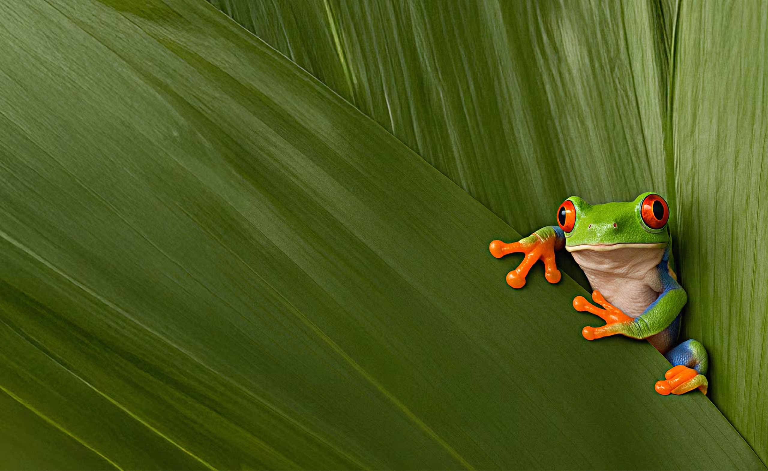 Red-eyed tree frog with bright green body and orange feet peeking from behind large green leaves.