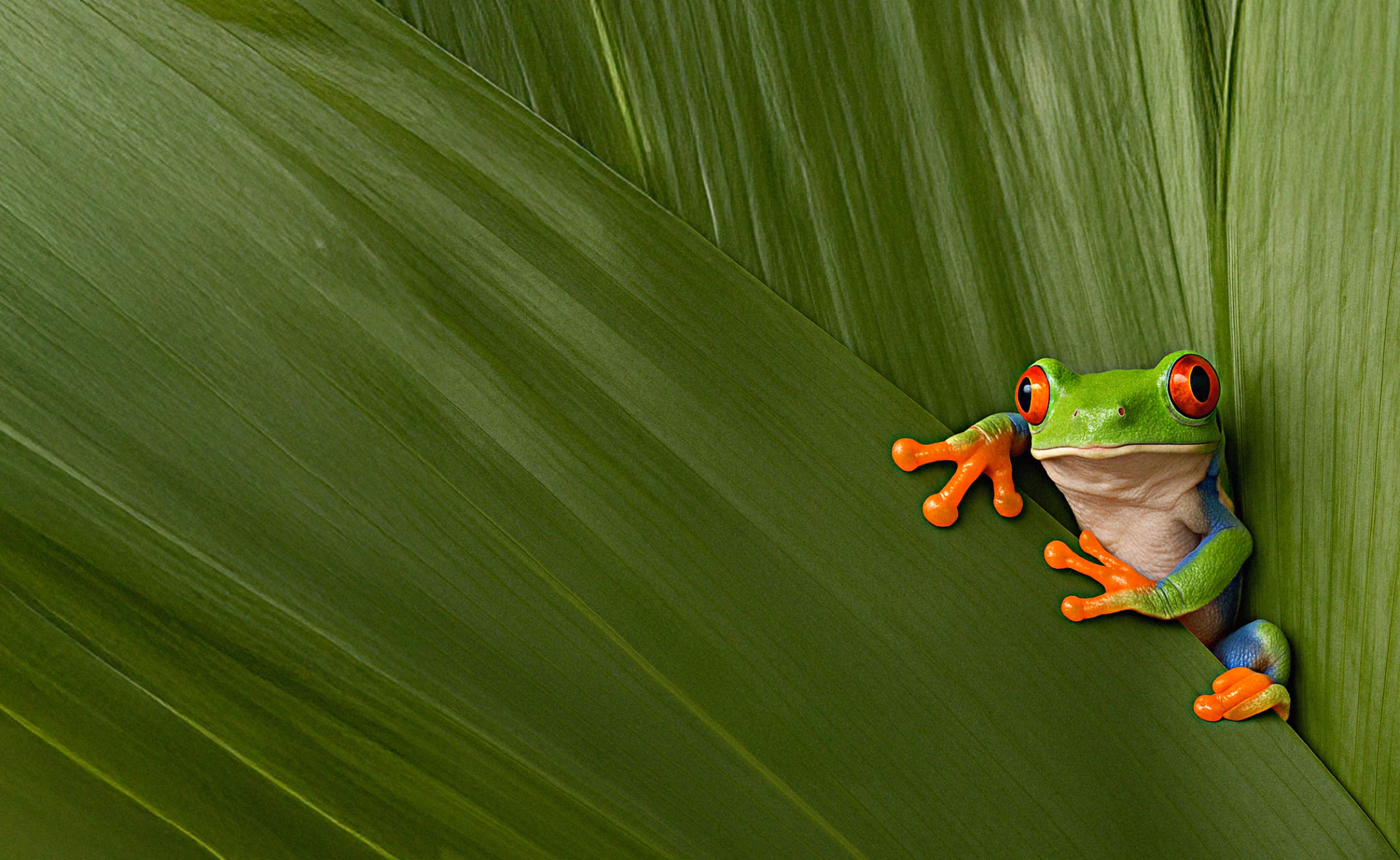 Red-eyed tree frog peeking from behind large green leaves